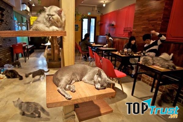 Ảnh minh họa cho Café Lua ở Machida (nguồn Internet)