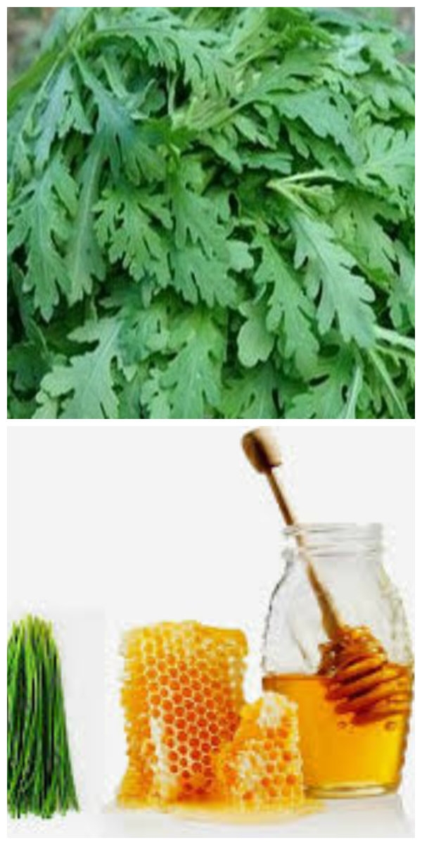 trị ho bằng cải cúc và mật ong