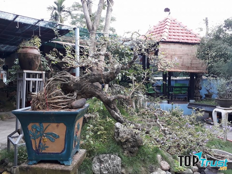 Một chậu cây sam dáng đổ