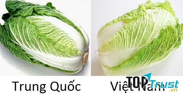 Sự khác nhau về màu sắc của hai loại cải