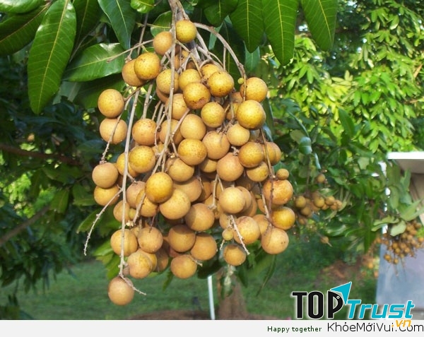 Cải thiện tuần hoàn máu, bổ sung năng lượng