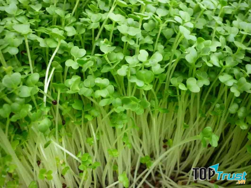 Cay cải xoong