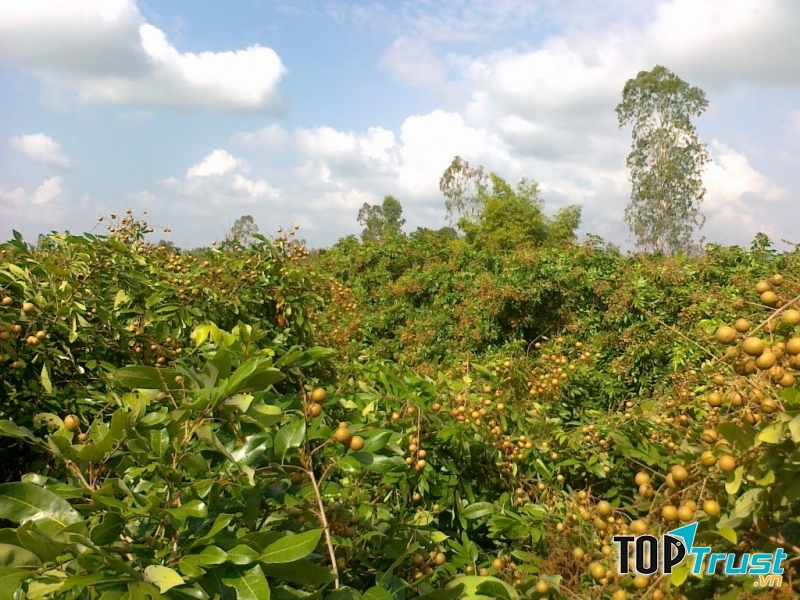 Cầm máu, chữa lành các vết thương rắn cắn