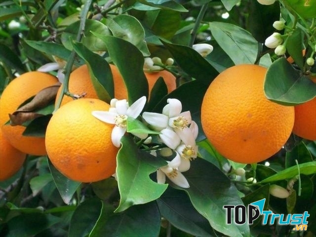 Hương cam thoang thoảng