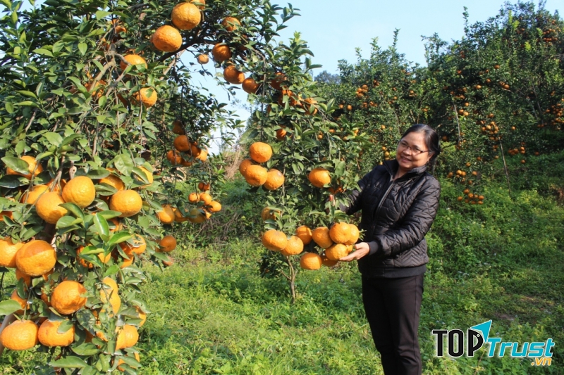 Cảm sành Hà Giang vào vụ chín