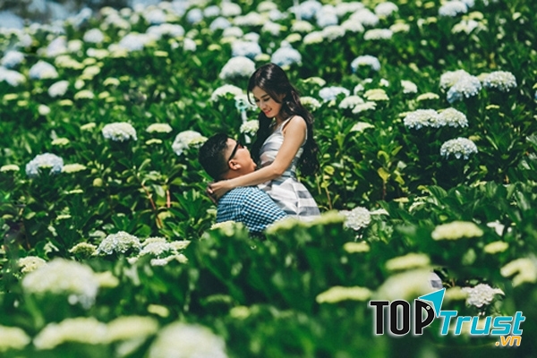 Cẩm tú cầu luôn là loài hoa được nhiều bạn trẻ yêu thích