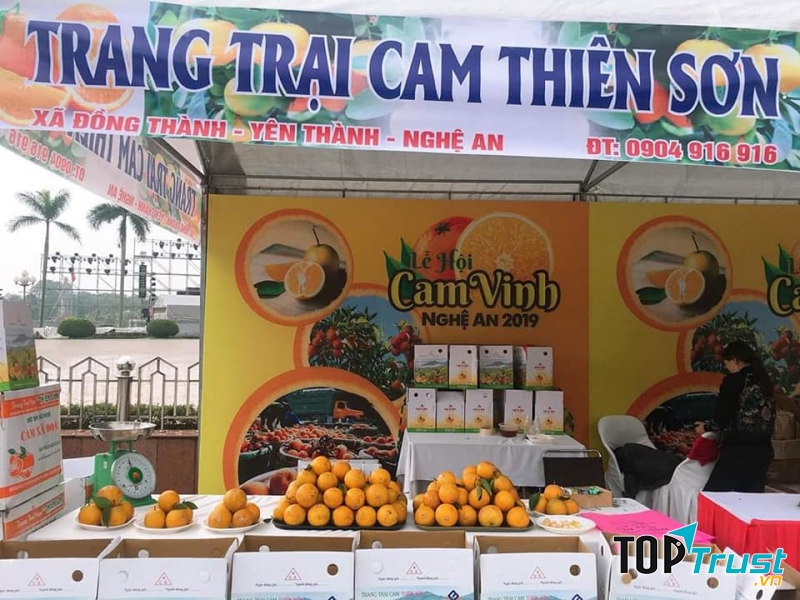 CAM XÃ ĐOÀI - Trang trại cam Thiên Sơn