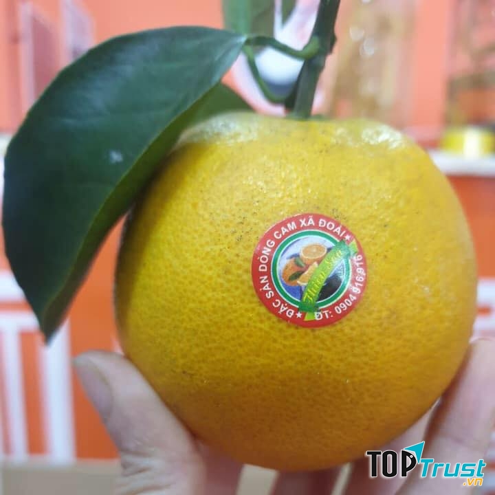 CAM XÃ ĐOÀI - Trang trại cam Thiên Sơn