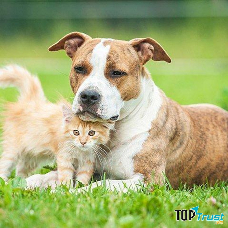 Lưu ý khi nuôi thú cưng trong nhà.