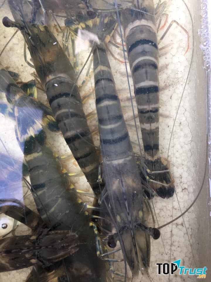 Cảng Hải Sản