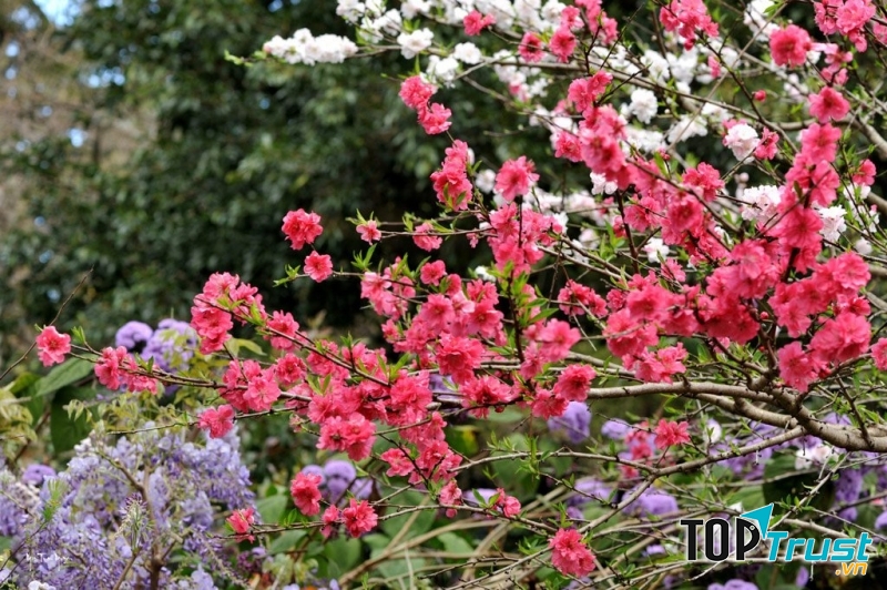 Cành đào để trang trí và đem lại may mắn cho người tuổi Tuất