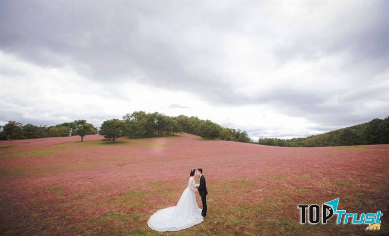 Chụp ảnh cưới Đà Lạt – tại đồng cỏ hồng