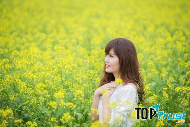 Cánh đồng hoa cải