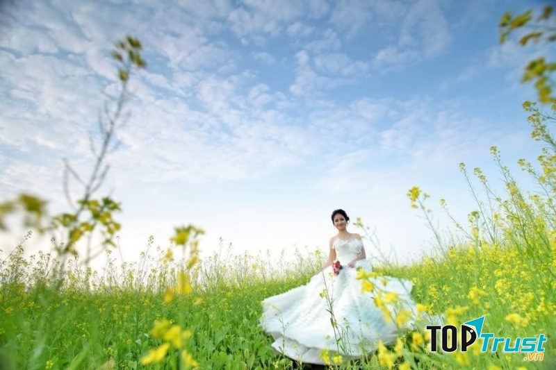 Cánh đồng hoa cải