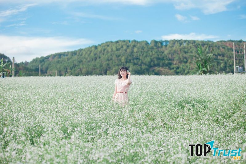 Cánh đồng hoa Cải Trắng Đà Lạt