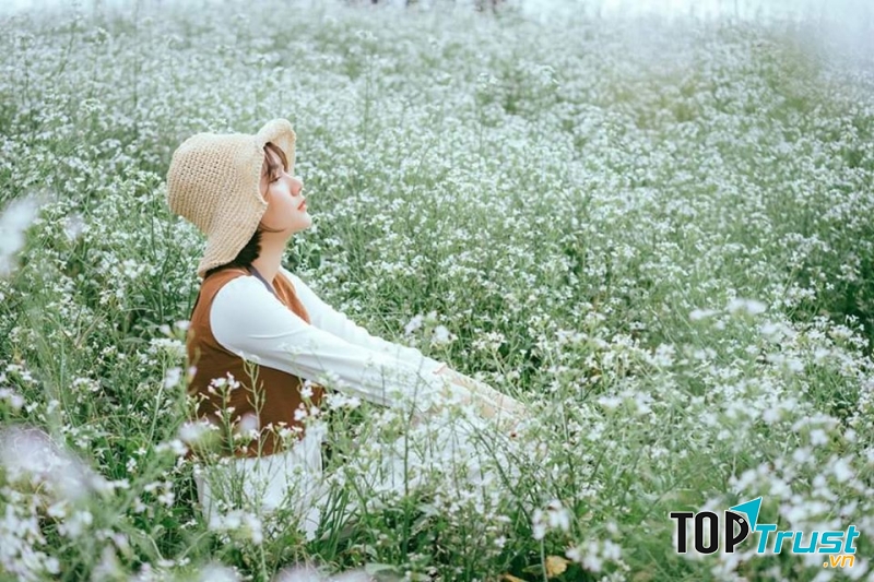Cánh đồng hoa Cải Trắng Đà Lạt
