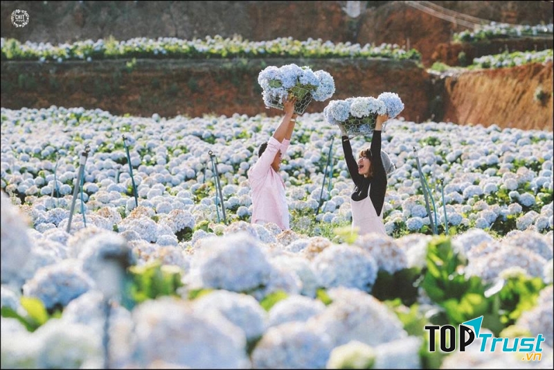 Cánh đồng hoa Cẩm Tú Cầu