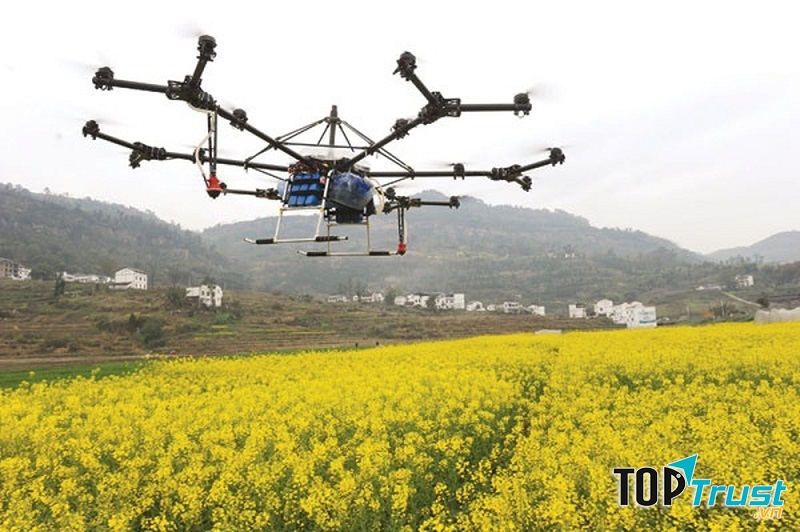Cánh đồng hoa vàng rực rỡ ở Canola, Trung Quốc