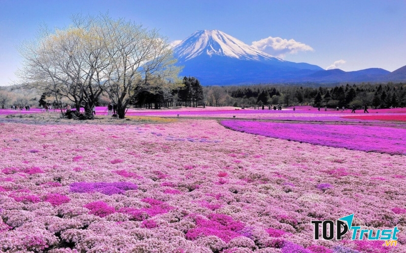 Cánh đồng hoa chi anh