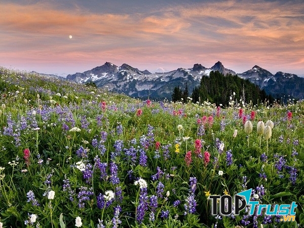 Cánh đồng hoa dại ở Vườn Quốc gia Mount Rainier, Mỹ