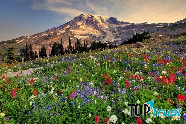 Cánh đồng hoa dại ở Vườn Quốc gia Mount Rainier, Mỹ
