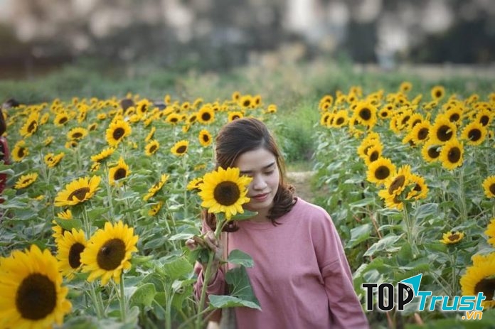 Cánh Đồng Hoa Hướng Dương