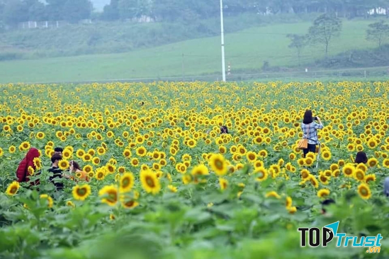 Đi trong biển mặt trời