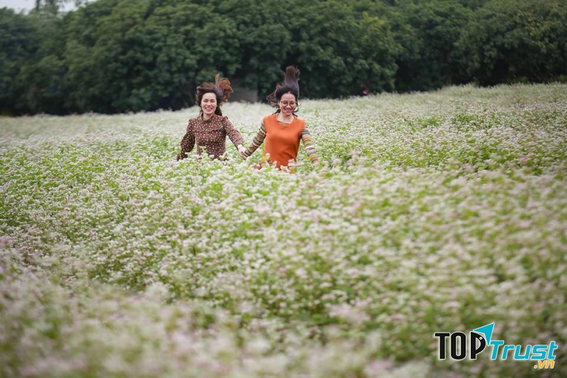 Hoa tam giác mạch như nàng sơn nữ