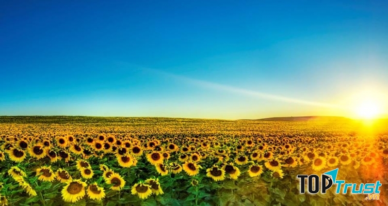 Cánh đồng hoa hướng dương ở Tuscany - Ý