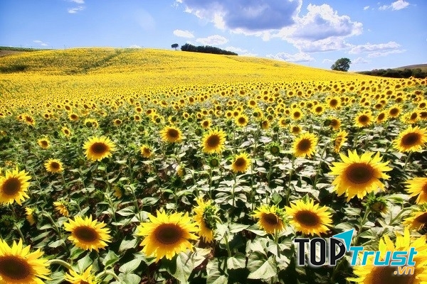 Cánh đồng hoa hướng dương ở Tuscany - Ý