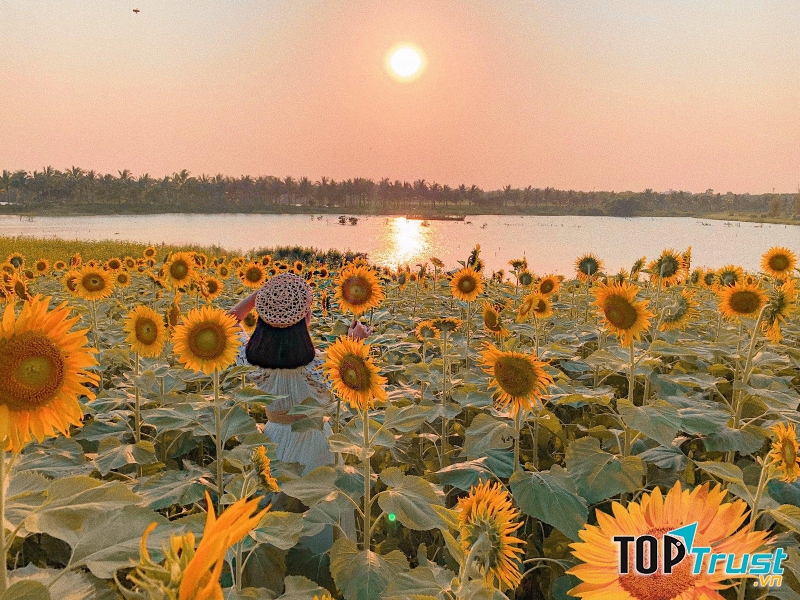 Cánh đồng hoa hướng dương