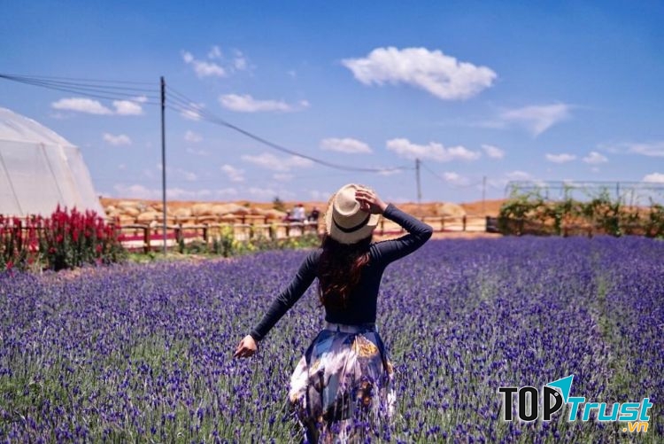 Cánh đồng hoa Lavender đồi chè Cầu Đất