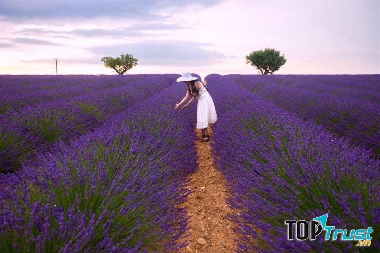 Cánh đồng hoa Lavender đồi chè Cầu Đất