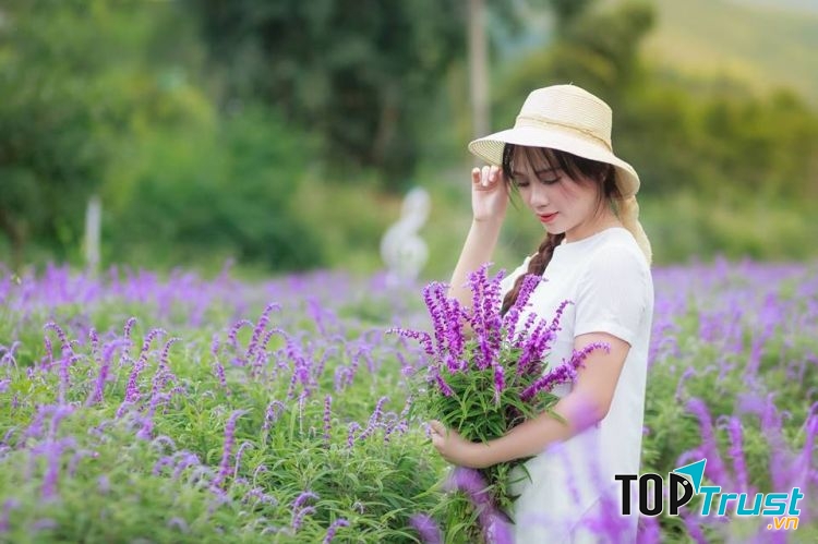 Cánh đồng hoa Lavender thung lũng tình yêu