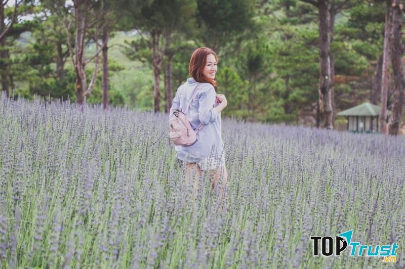 Cánh đồng hoa Lavender thung lũng tình yêu