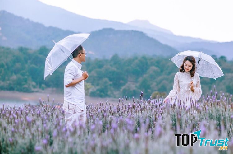 Cánh đồng hoa Lavender Tuyền Lâm