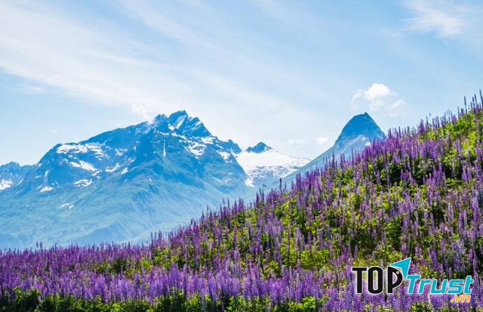 Cánh đồng Hoa lupin ở miền nam Alaska hay Chile Patagonia
