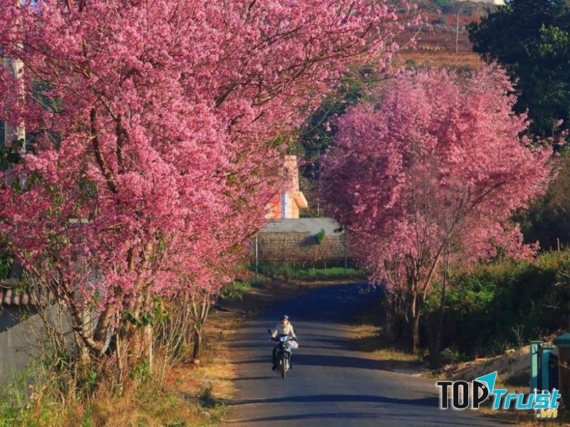 Cánh đồng hoa Mai Anh Đào