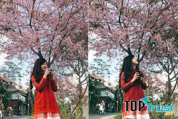 Cánh đồng hoa Mai Anh Đào