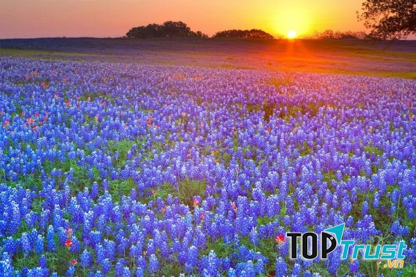 Cánh đồng hoa mũ len