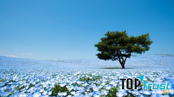 Cánh đồng hoa Nemophila