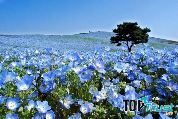 Cánh đồng hoa Nemophila – công viên Hitachi, Nhật Bản