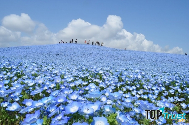 Cánh đồng hoa Nemophila – công viên Hitachi, Nhật Bản