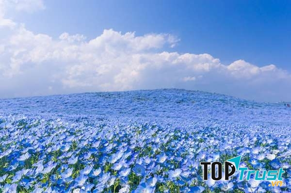 Cánh đồng hoa Nemophila ở đảo Honshu, Nhật Bản