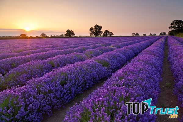 Cánh đồng hoa oải hương