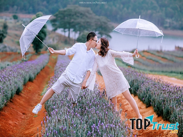 Cánh đồng hoa Oải Hương - Lavender Đà Lạt
