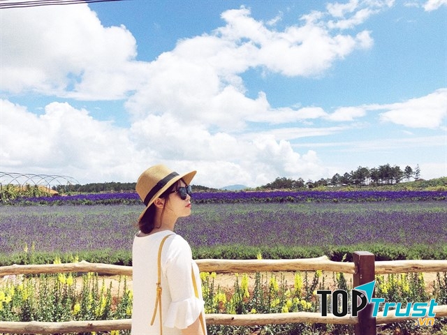 Cánh đồng hoa Oải Hương - Lavender Đà Lạt