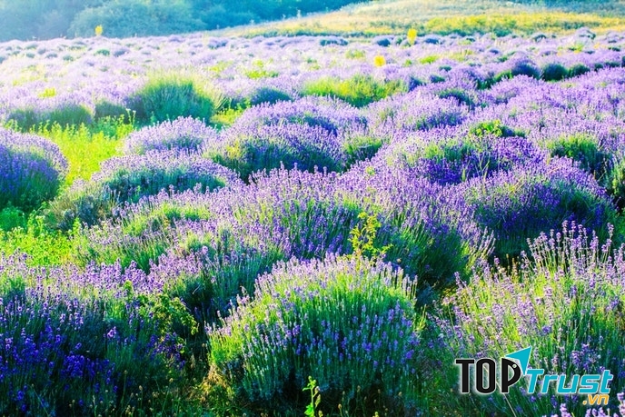 Cánh đồng hoa oải hương ở Nông trại Mt Shasta, California, Mỹ