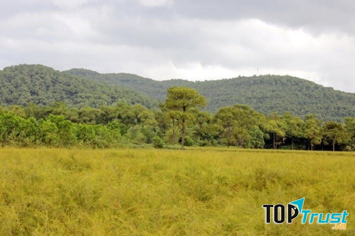 Cánh Đồng Hoa Rễ