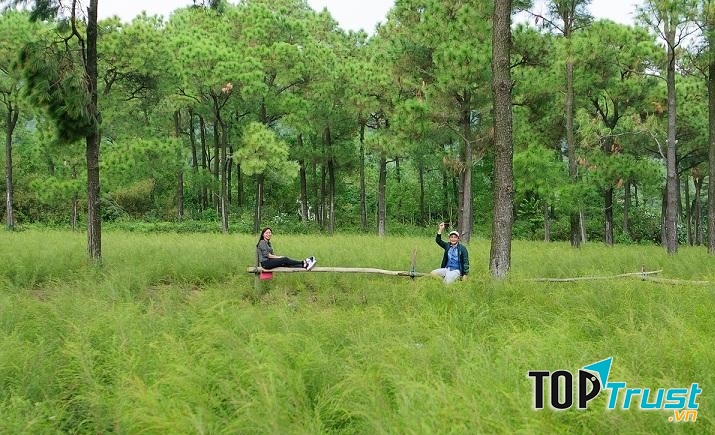 Cánh đồng hoa rễ